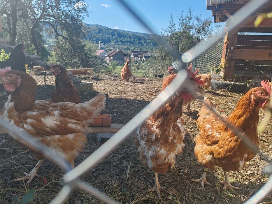 Gaini oua de anul asta