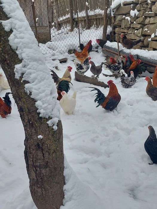 Vand iepuri diferite rase și găinușe de talie mică