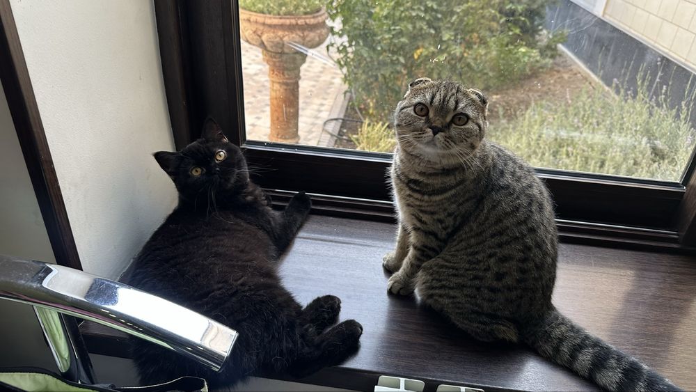 Пристраиваются кошки