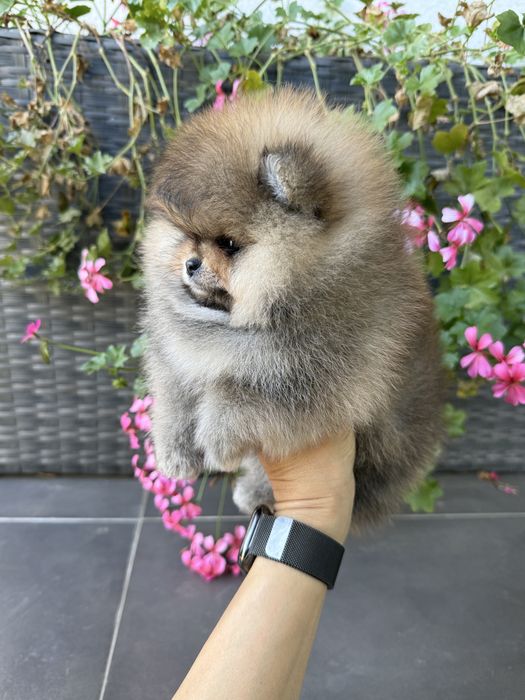 Pomeranian fetita cu pedigree FCI