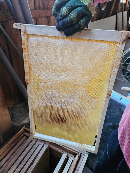 Stupi cu familii de albine din rasa carpatina