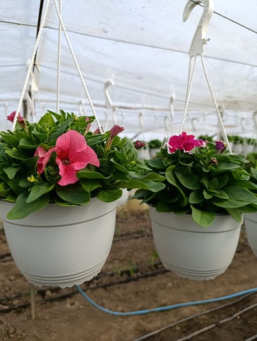 Petunia și mușcate de vânzare