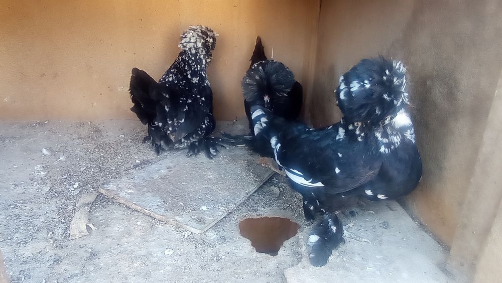 Koreys tovuq va xorozlar sotiladi