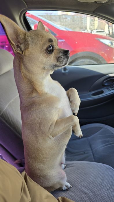 Ищем жениха для вязки Чихуахуа