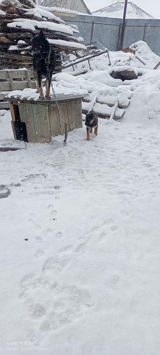 Отдам даром щенок