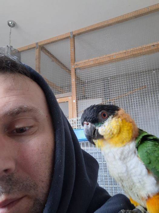 Caique blând Mascul