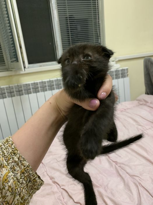 Вислоухие котята девочки