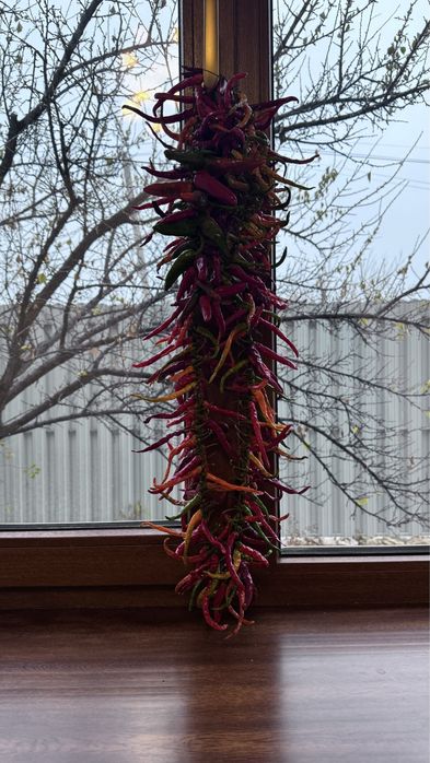 Продам горький перец чили домашний