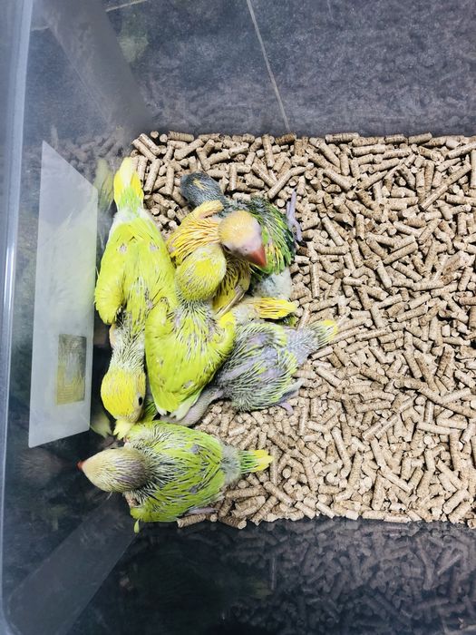 Papagali vorbitori pui blanzi Micul Alexandru Alexander