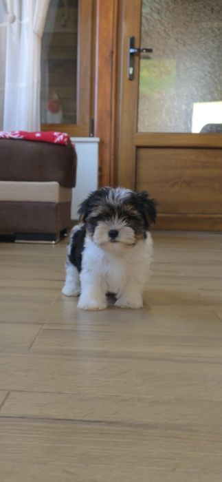 Йорки бивър териер две момчета!