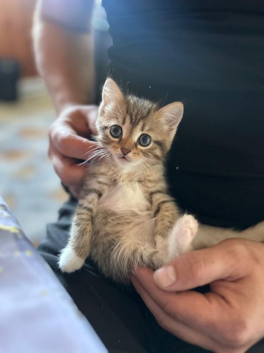 Отдадим котят в добрые руки