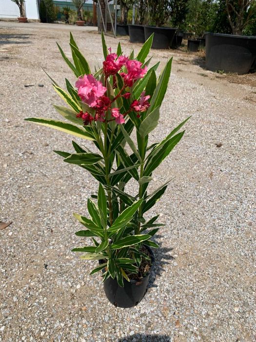 Leandru roz, alb, somon la ghiveci