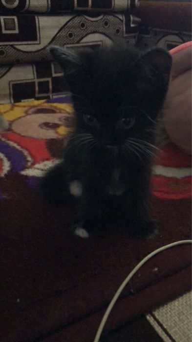 Отдаю котят в добрые руки