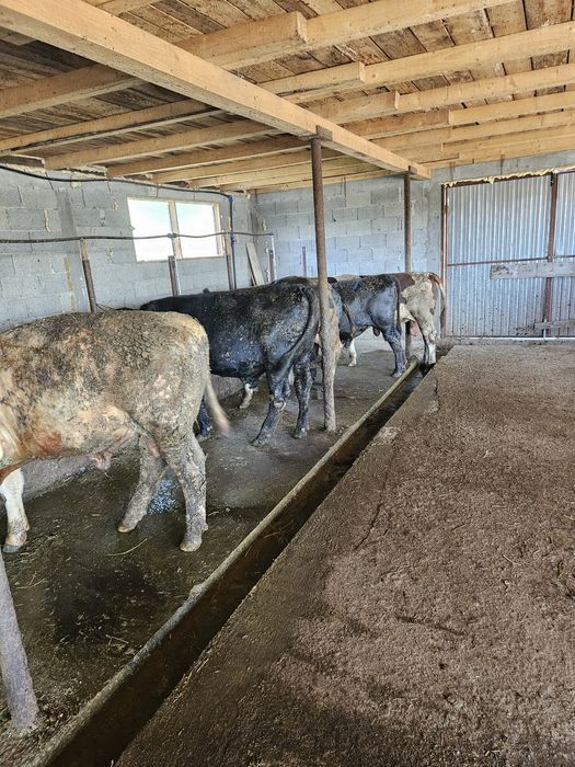 Vand vitei greutate 350kg