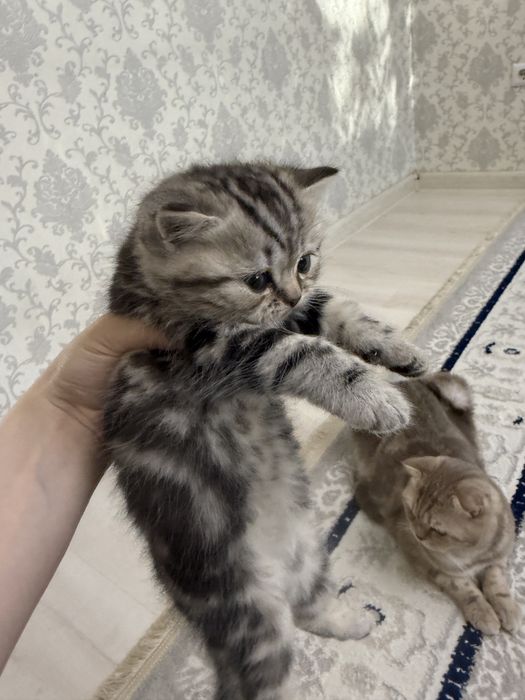 Продам шотладских котят