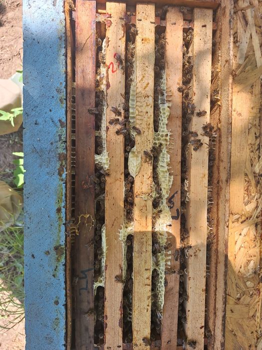 Vând roiuri de albine.