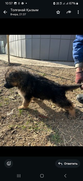 Продам щенки немецкий овчарки