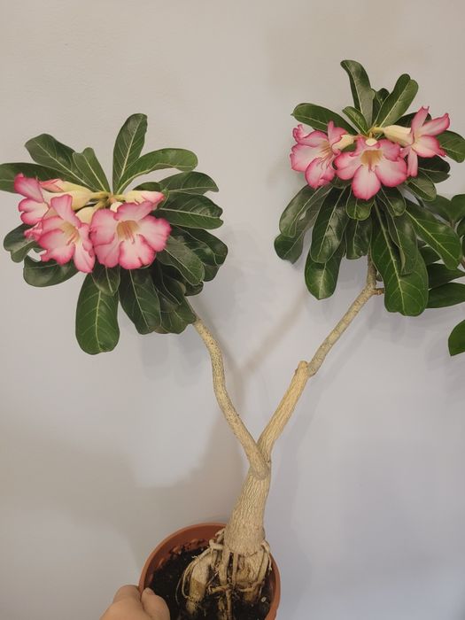 Адениум, роза пустыни, цветущее