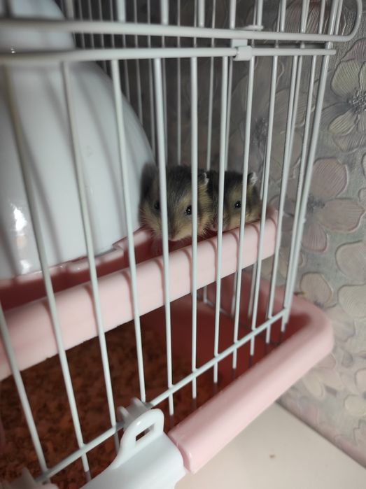 Хомяк джунгарский