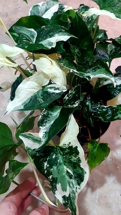 Сингониумы разных сортов