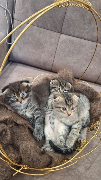 продаём котят скоттиш-фолд