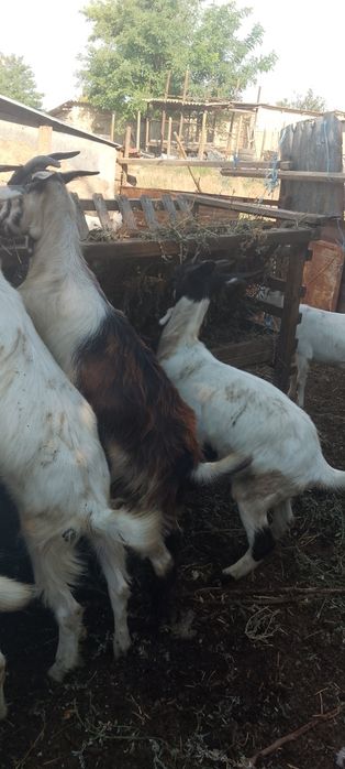 Vând capre cu iezi, preț negociabil