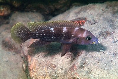 Neomprologus Tetraganus