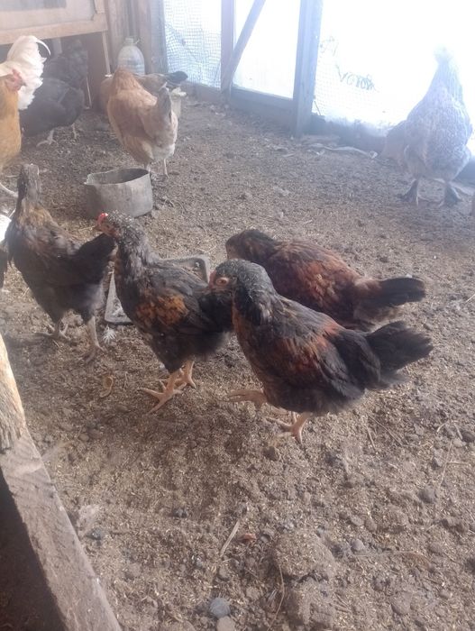 Екі әтеш сатылады