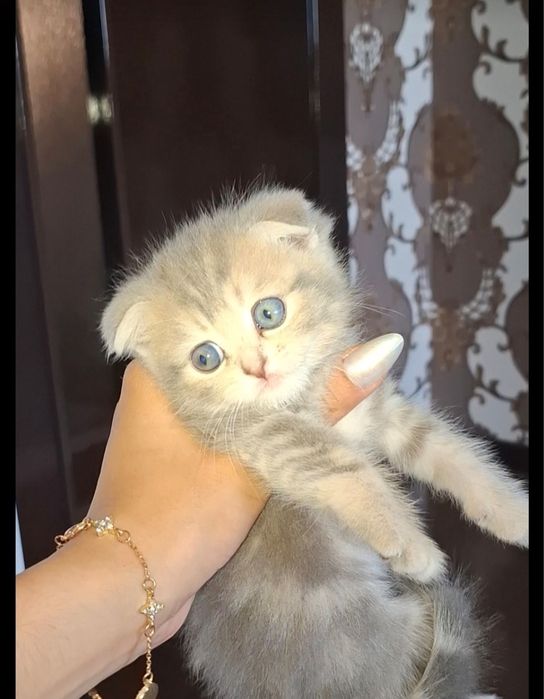 Скотиш Фолд Страйт  кошка