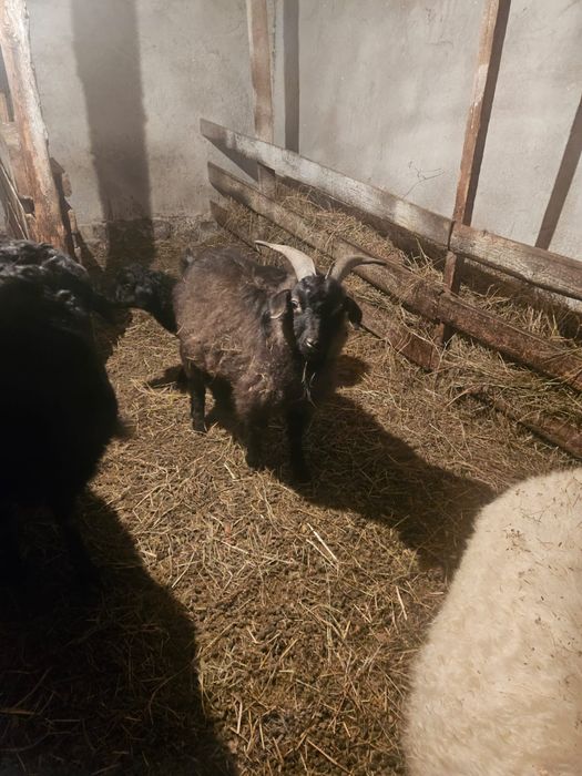 Продам молодого козла