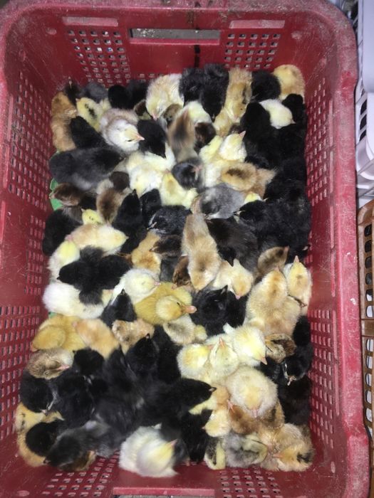 Inkubatorda jo'ja ochiramiz xar xil tuxumlardan