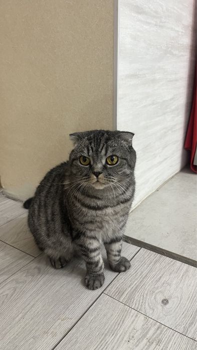 Отдам кошку даром