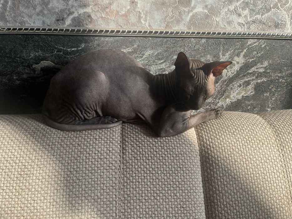 Донской сфинкс девочка 3 года