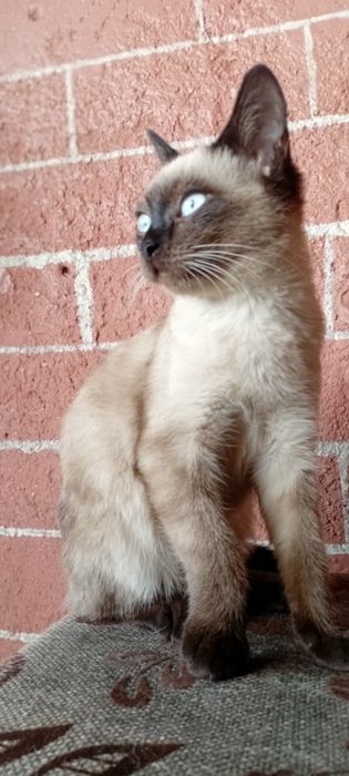 Котята в добрые руки! ласковые.