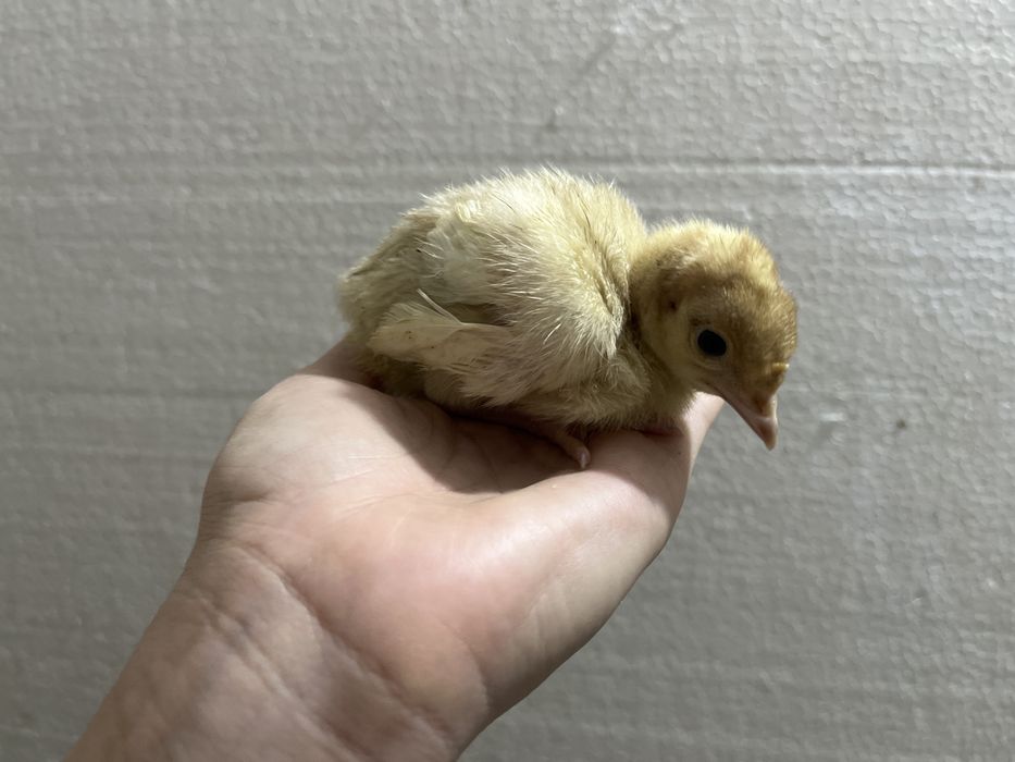 Индюшата суточные