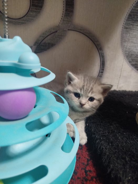 Британские котята