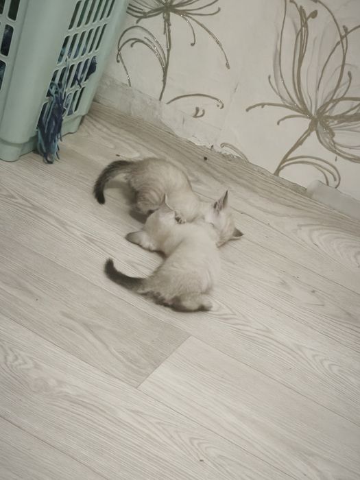 Отдам котят в добрые руки