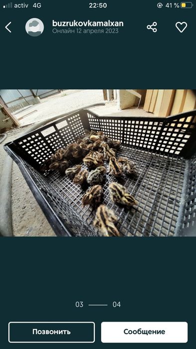 Бөдене балапандары сатылымда