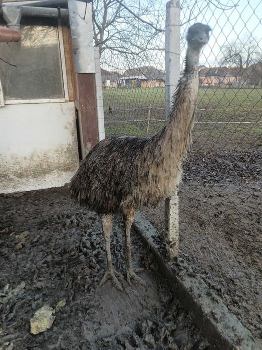 Struți Emu masculi