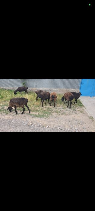 Қойлар сатылады қурбан айытқа дайын