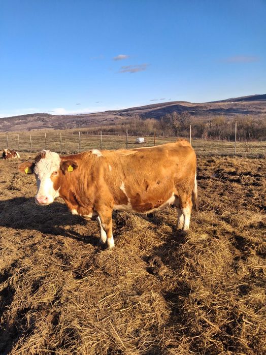 Vaca gestanta de vanzare