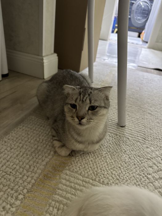 кошка вислоухи шотланский девочка