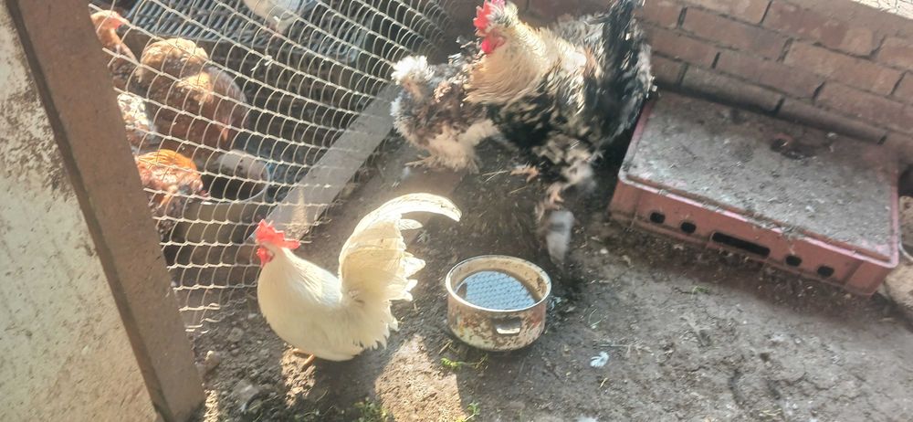 Мини кохин петлета и къдрави