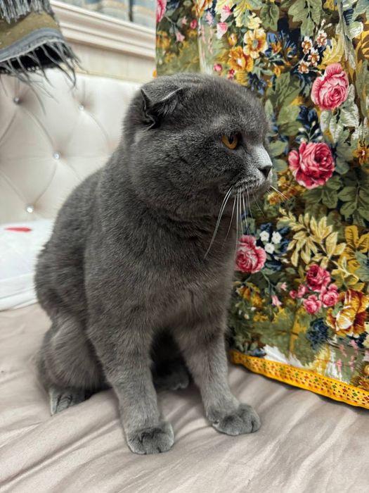 Продаётся чистокровный кот вислоухой породы ( Скоттиш фолд)