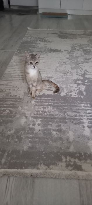 Кошка  молодая мышеловкаа