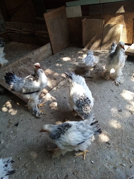 Găini de rasa de diferite marimi