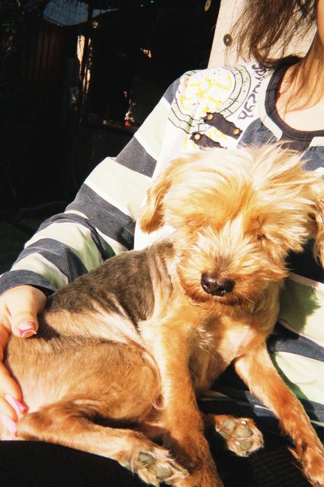 Pet-sitting, bona pentru animale