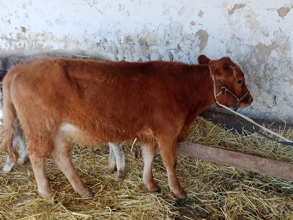 Ургашы 2 бас бузау сатылады