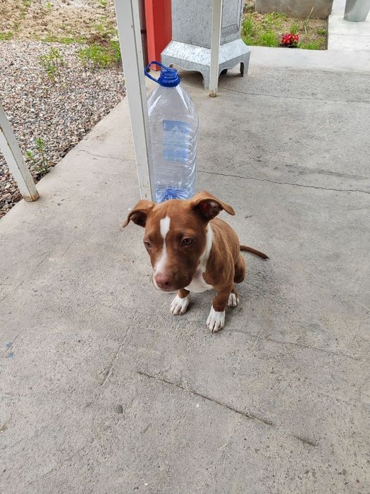 Питбуль с хорошей родословной