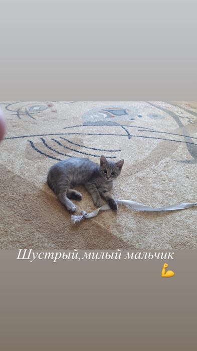 Котята ,бесплатно